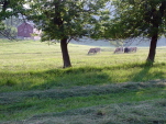 cut hay and grazing cattle on the Dick Cates farm