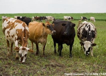 mixed breed cattle on pasture David Hanson photo