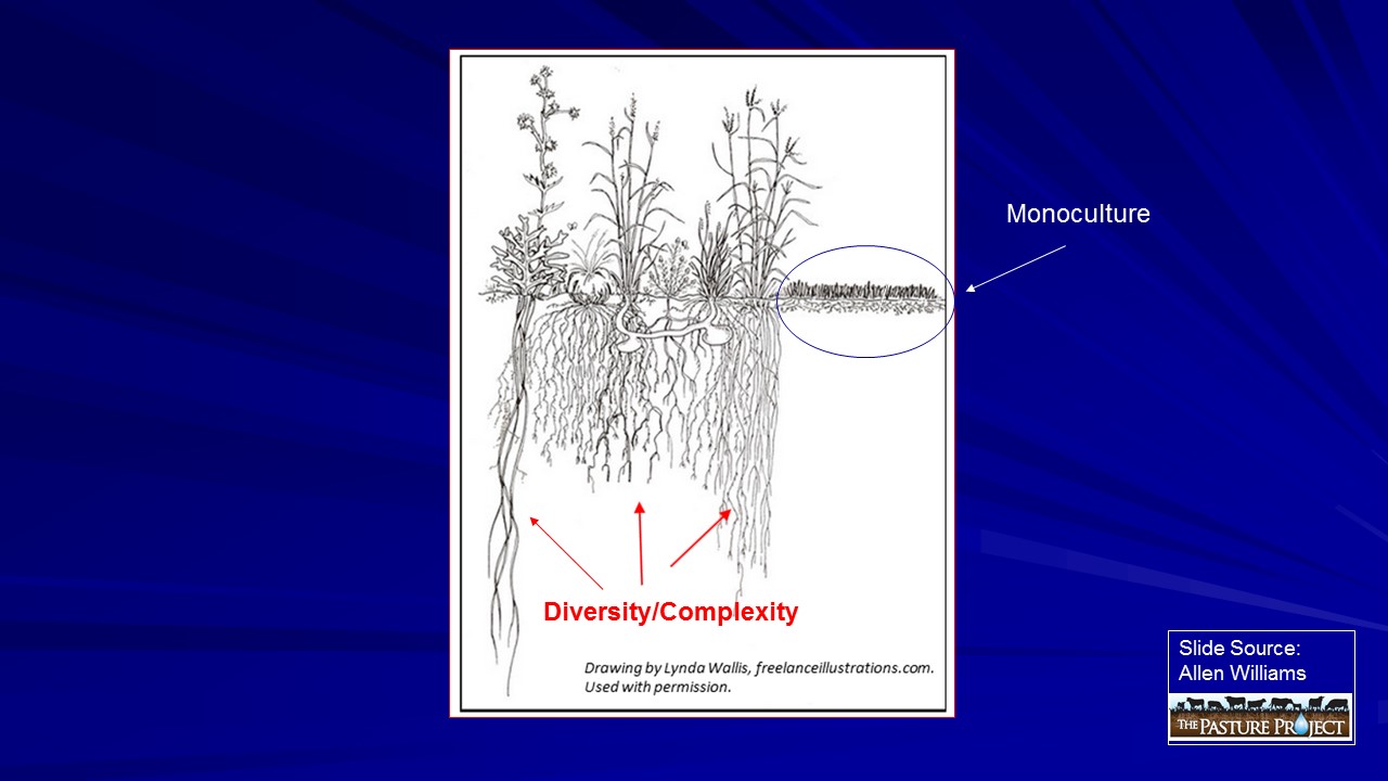 Root Systems slide image
