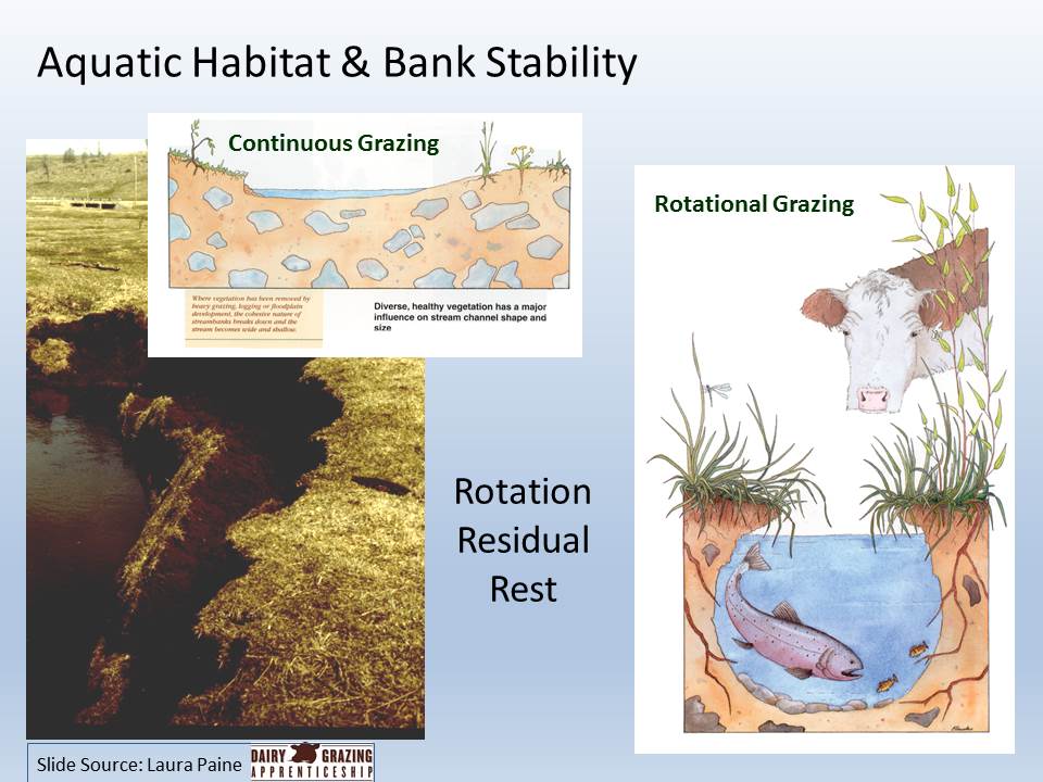 Aquatic Habitat & Bank Stability slide image