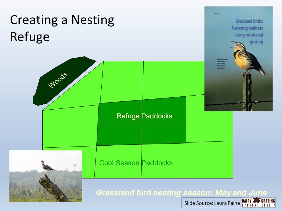 Create A Nesting Refuge slide image