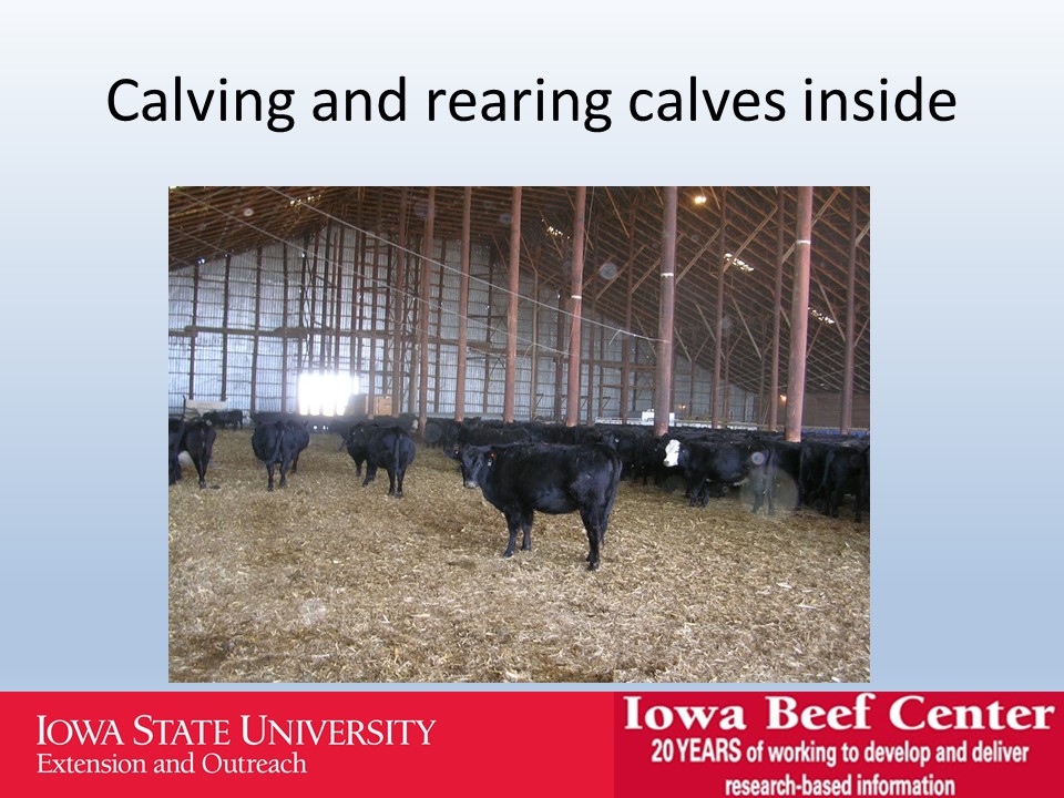Calving and rearing calves inside slide image