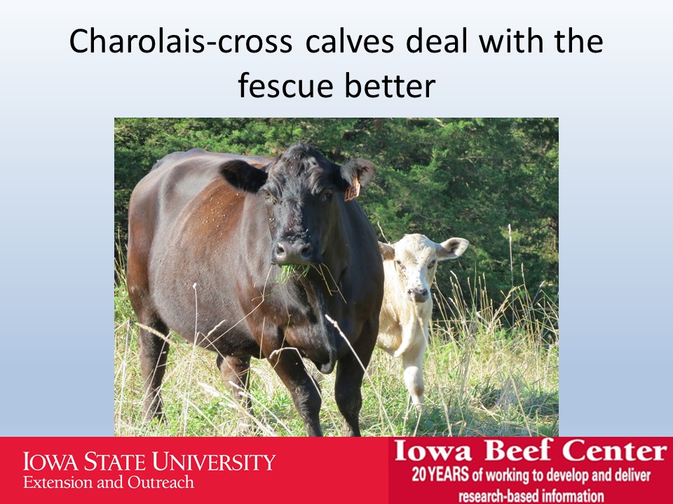 Charolais-cross calves deal with the fescue better slide image