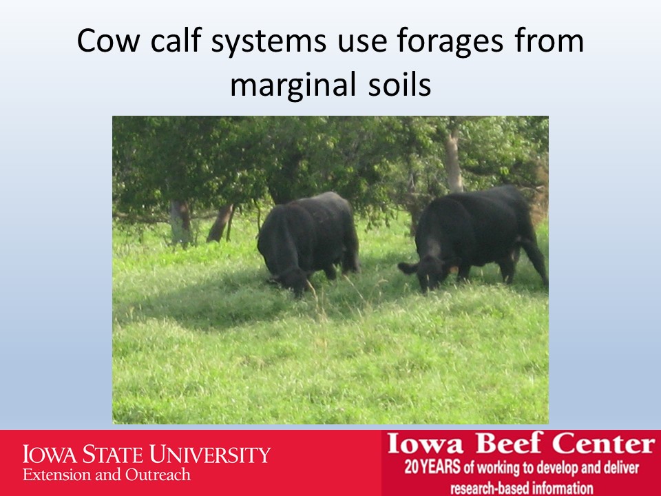 Cow calf systems slide image