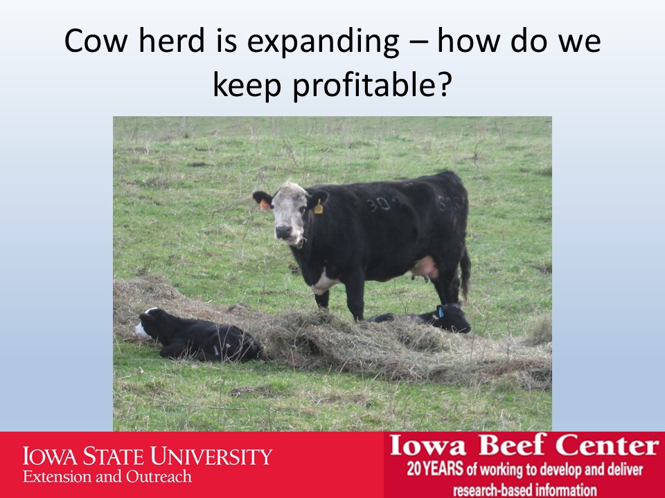 Cow herd is expanding slide image
