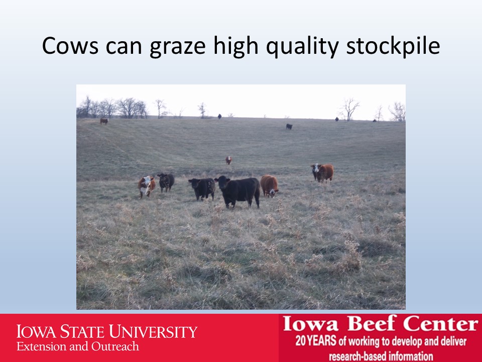 Cows can graze high quality stockpile slide image