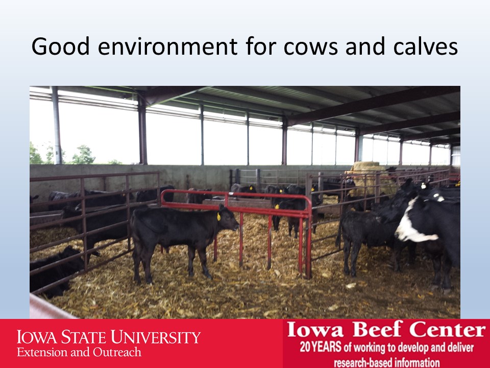 Good environment for cows and calves slide image
