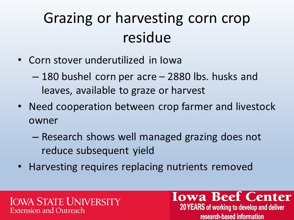 Grazing or harvesting corn crop residue slide image