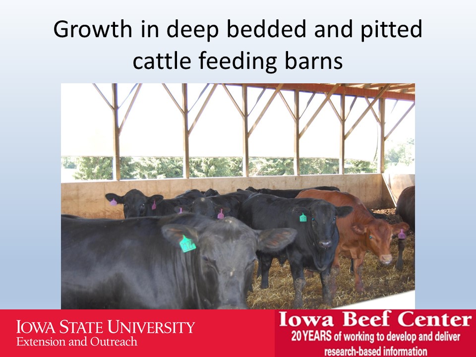 Growth in deep bedded and pitted cattle feeding barns slide image