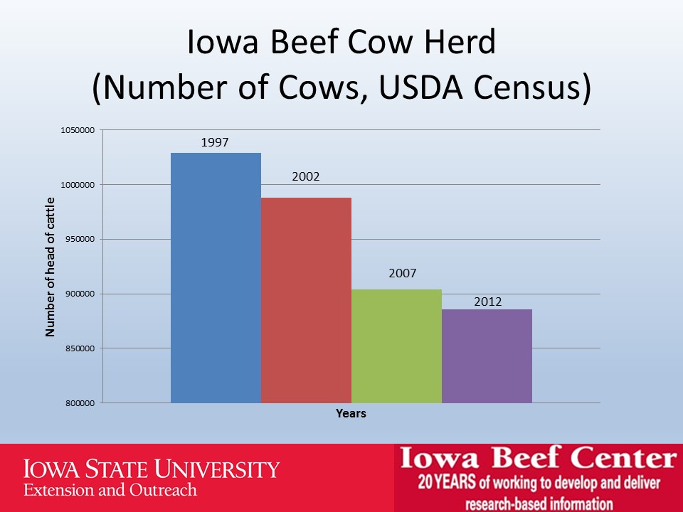 Iowa beef cow herd slide image