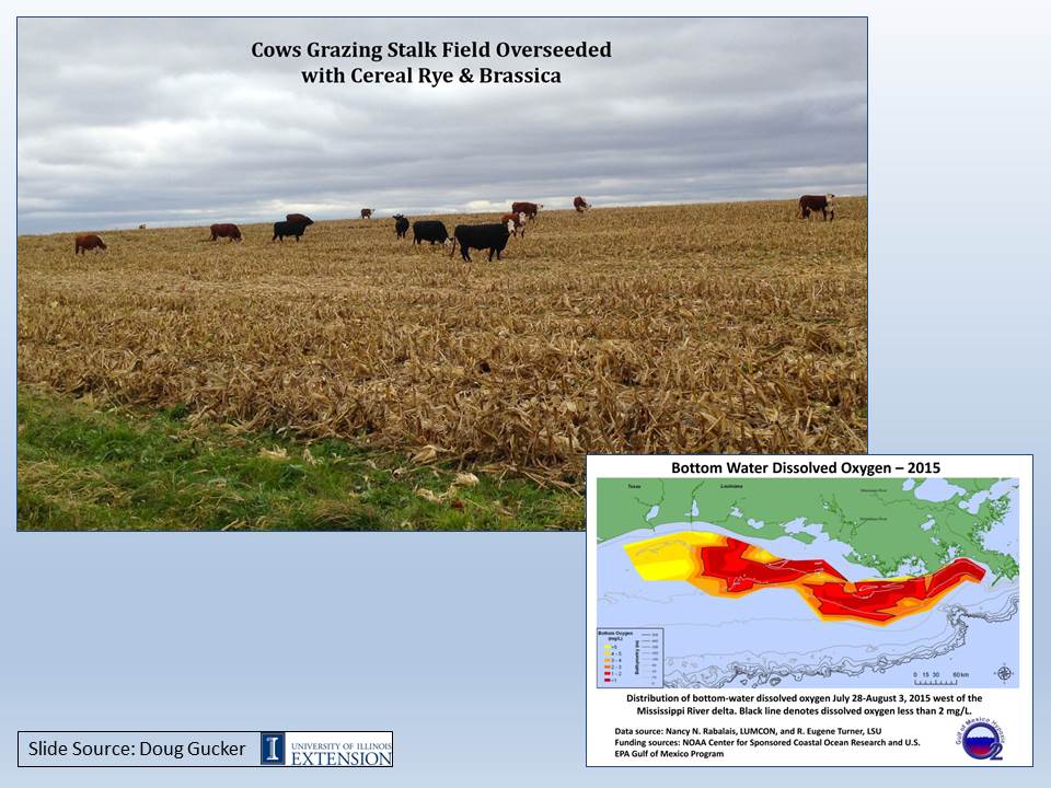 Cows grazing stalk field slide image