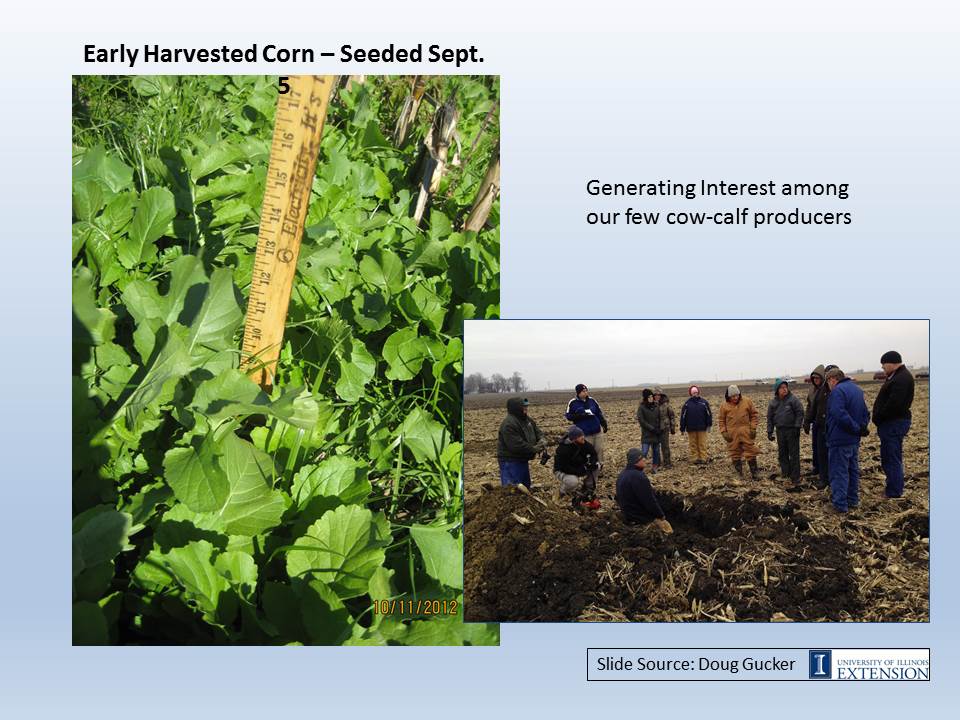 Early harvested corn slide image
