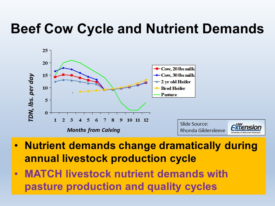 Beef cow cycle and nutrient demands slide image