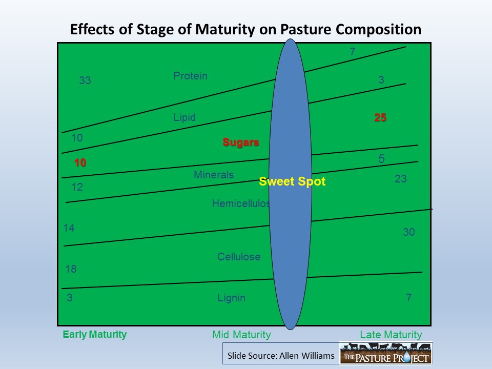 Effects of stage of maturity on pasture composition slide image