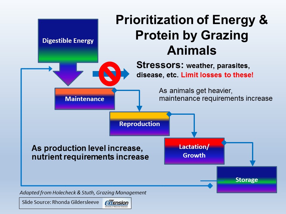 Prioritization of energy and protein by grazing animals slide image
