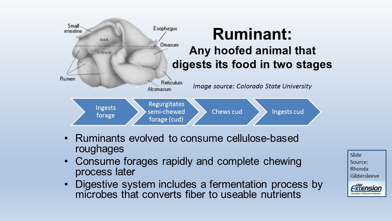 Ruminant Definition slide image