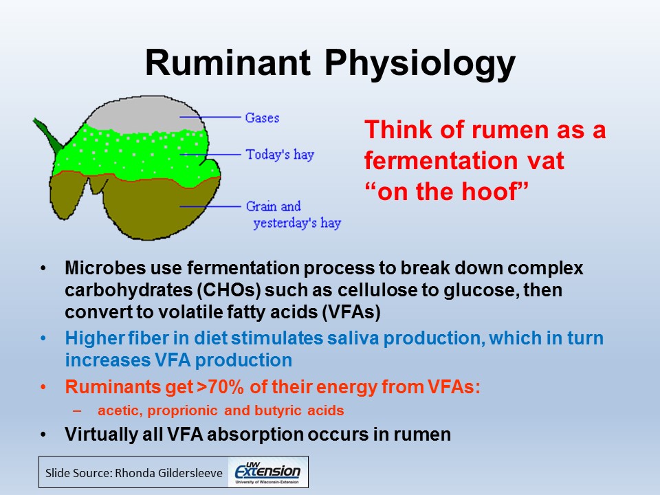 Ruminant Physiology slide image