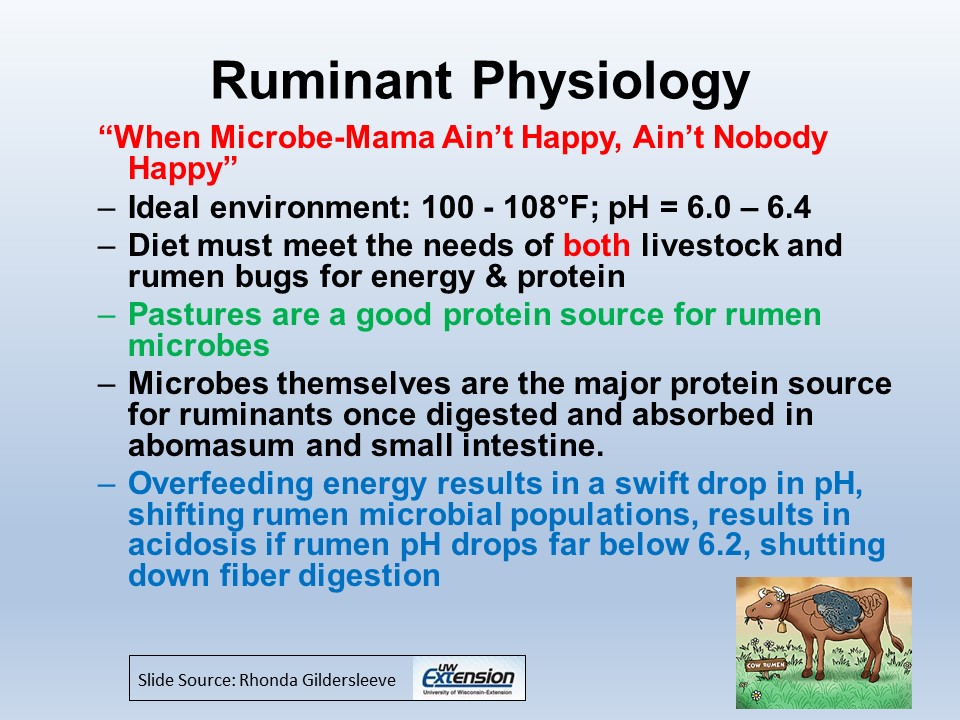Ruminant Physiology 2 slide image