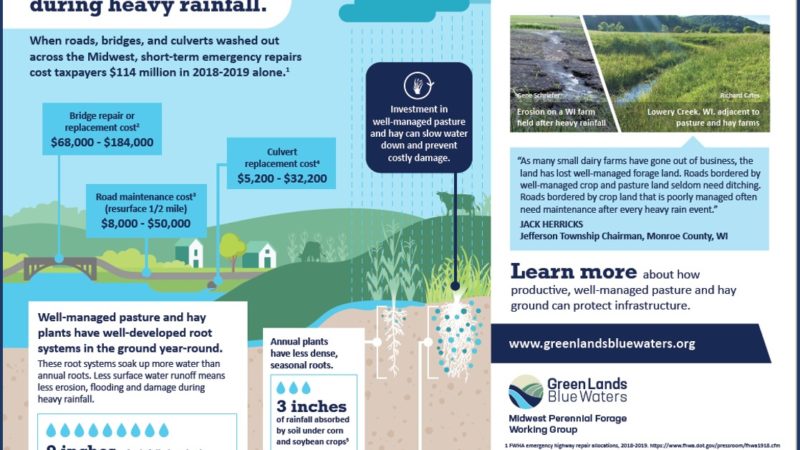 Perennial Forage for Infrastructure Protection