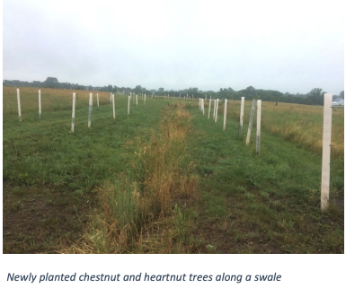 Newly planted chestnut and heartnut trees along a swale