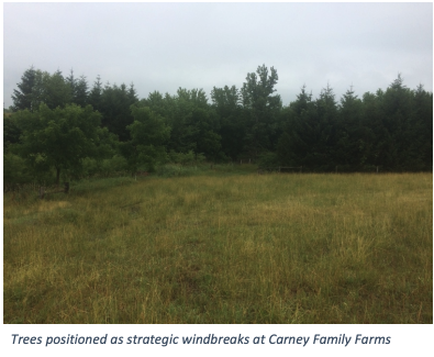 Trees positioned as strategic windbreaks at Carney Family Farms