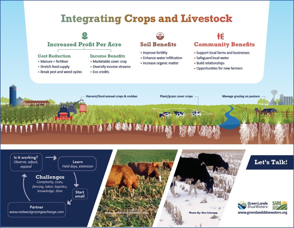 Integrating crops and livestock infographic