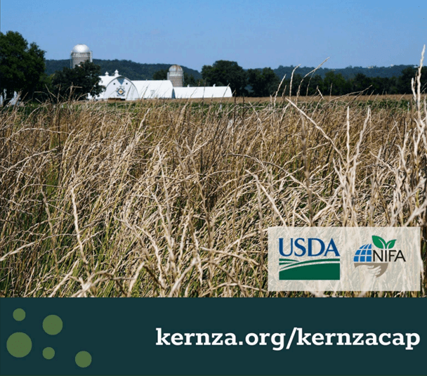 Kernza ® Perennial Grain
